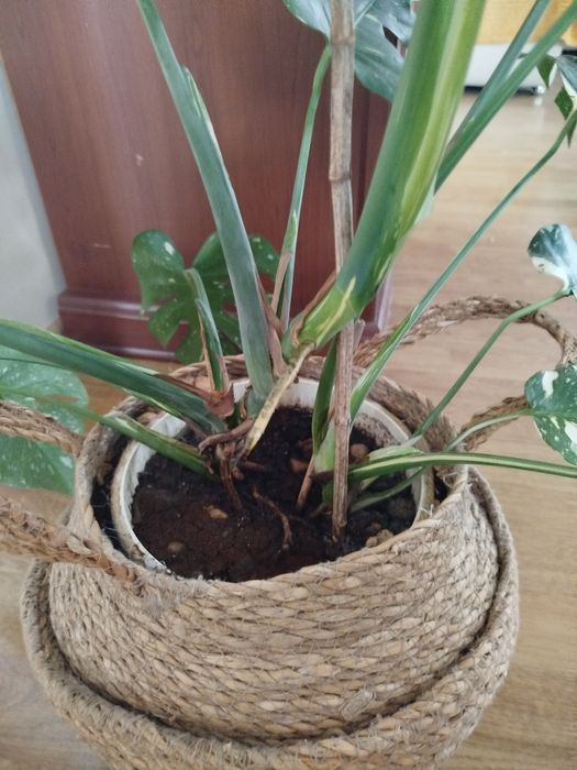 Monstera kwiat domowy