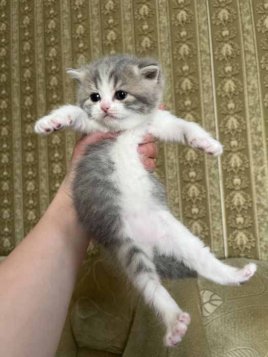 Продам котят британцев