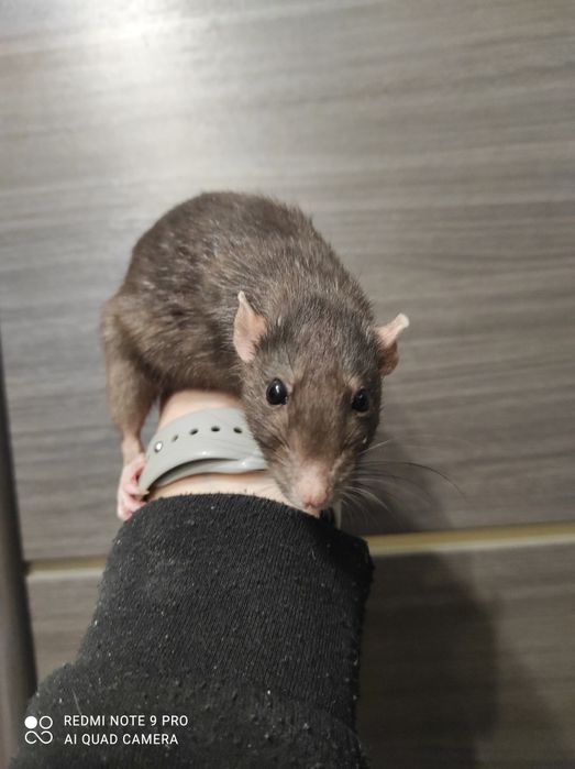 Щур щурик ,   криса