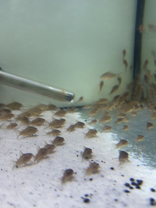 Corydoras Sterbai Juvenis