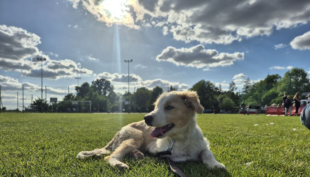 Odchowany piesek border collie- paszport