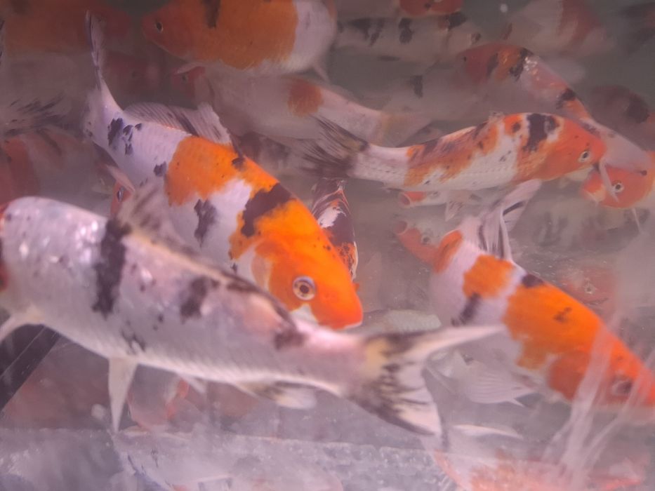 Karp koi 25 cm Sklep Altum Sierakowice