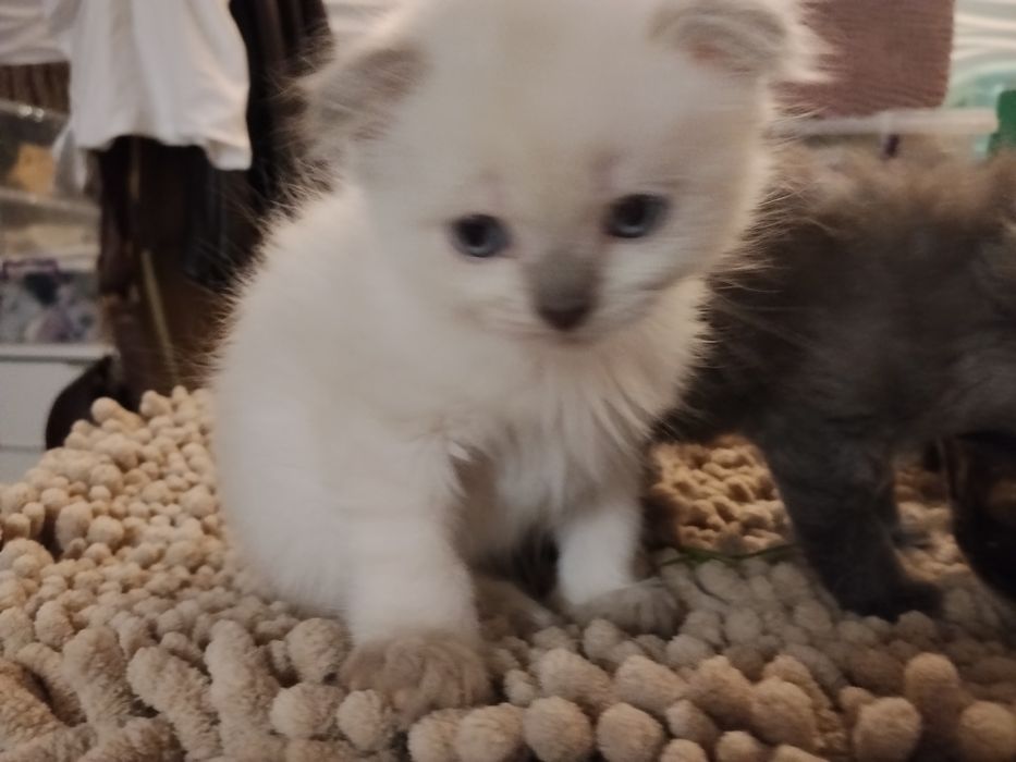 Британські котики