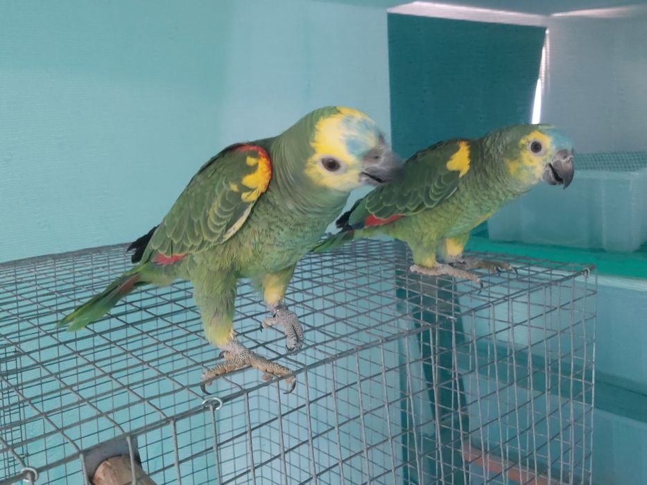 Amazonas xantoperix