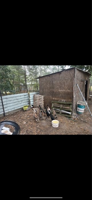 Sprzedak biegusy kaczory