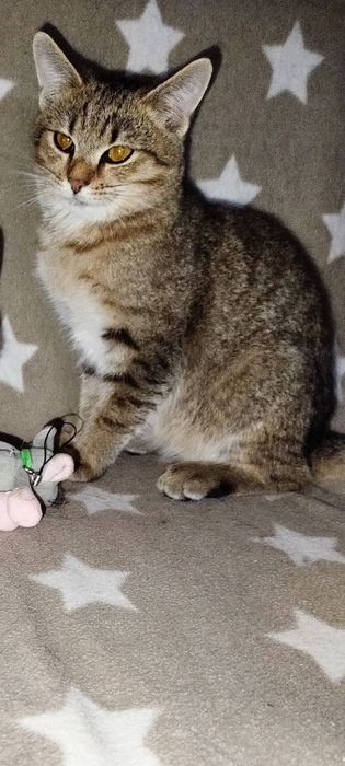 Котеня в добрі руки