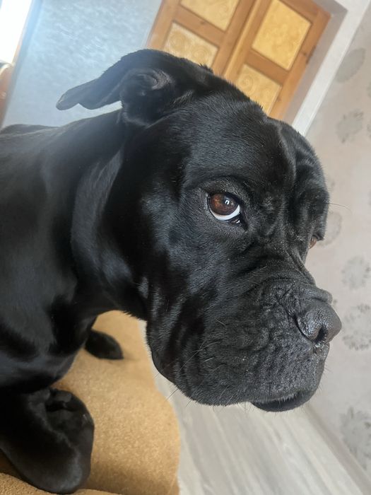 Собака кане корсо