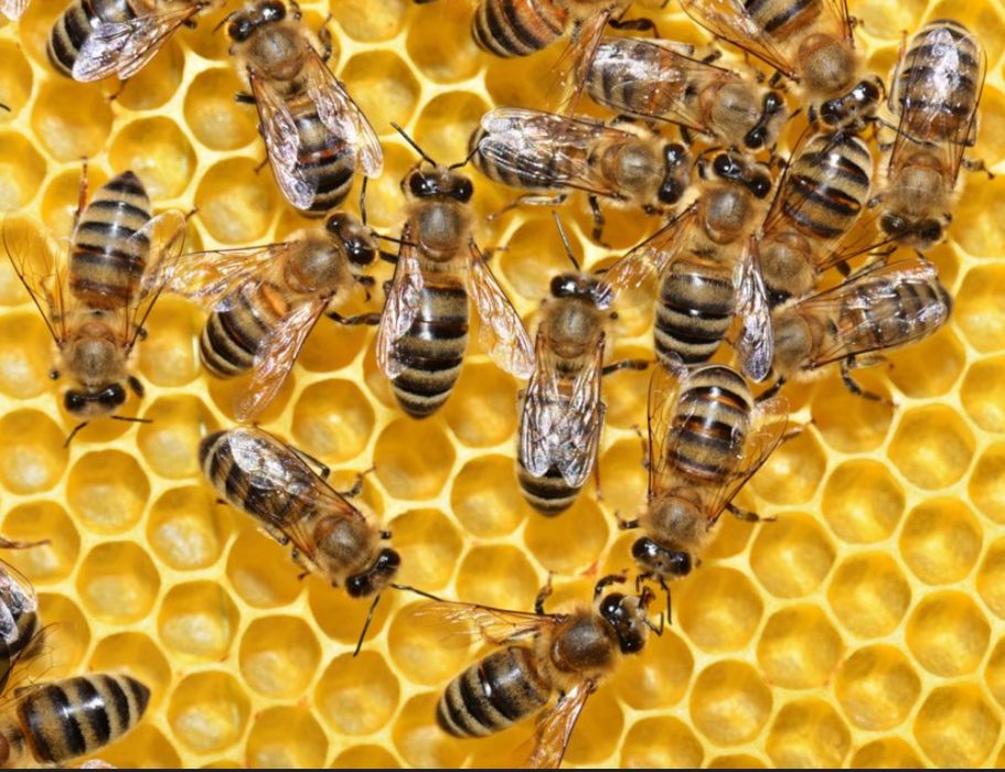 Продам бджолопакети, бджолосімʼї Українська рамка