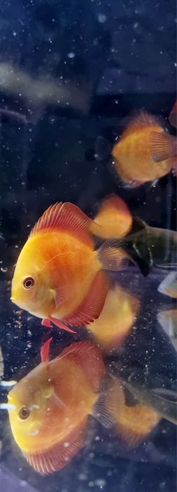 Paletka dyskowiec red melon i solid red młode