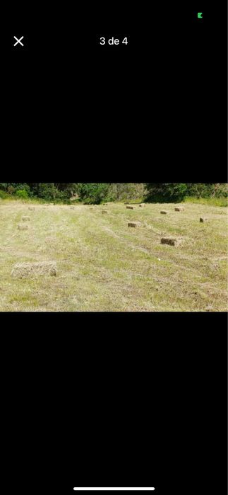 Feno ou palha nascediço