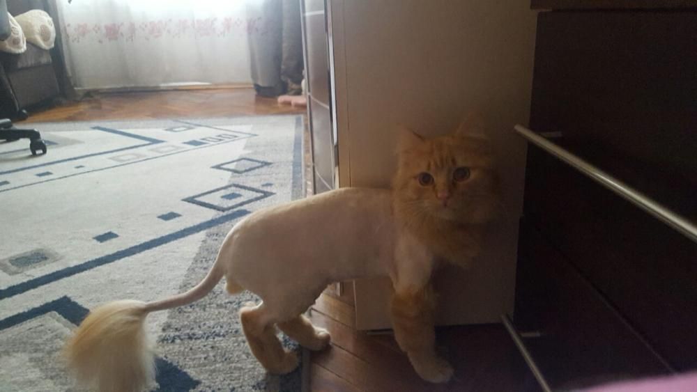 Грумер.Стрижка і вичісування котів  Виїзд на дім