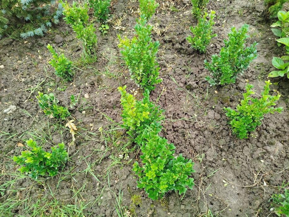 Самшит  саджанці