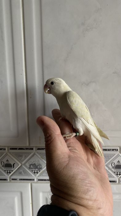 Agapornis domesticado