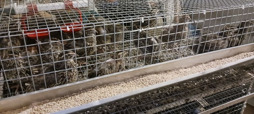 Sprzedam przepiórki dwie klatki 35 szt.