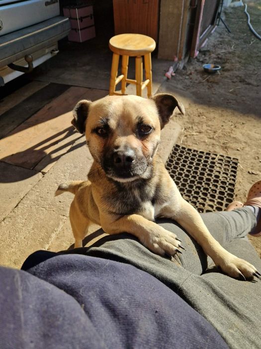 Borys w typie mopsa szuka domu