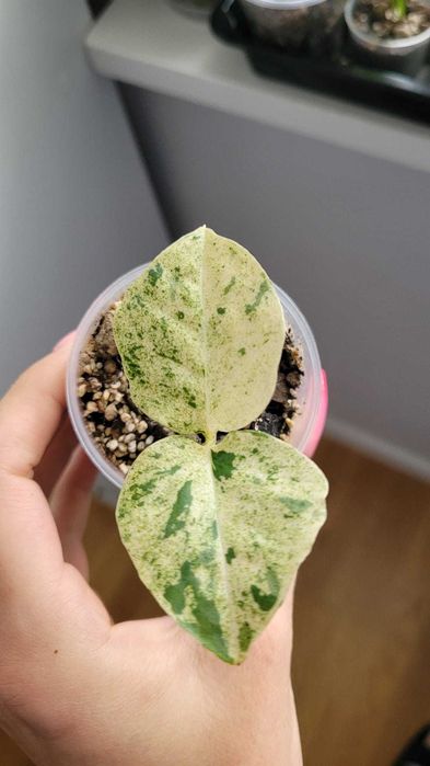 Zamiokulkas (Zamioculcas) Long Leaf Variegated White Form. Ukorzeniony
