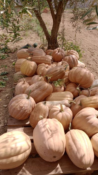 Vendo abóbora 0,70€ o Kg
