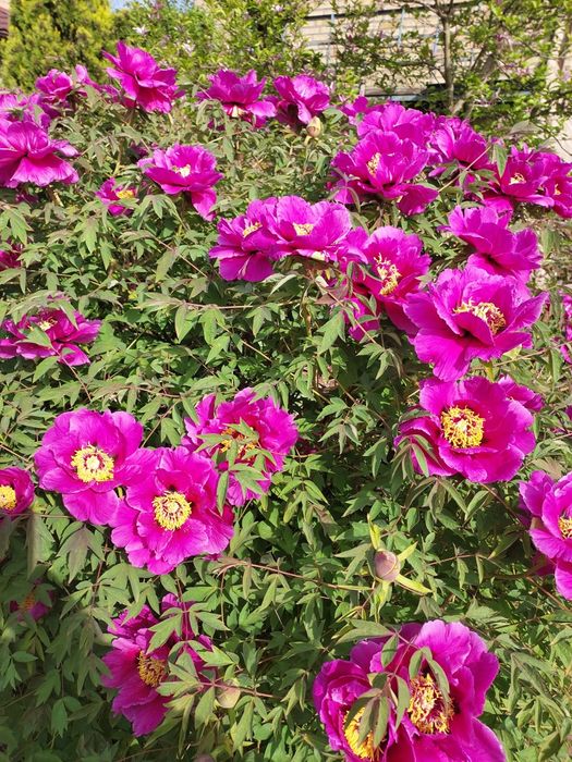 Пропоную квіти мого саду