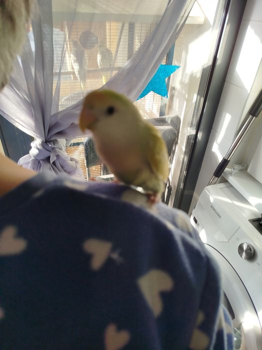 Rosicol  criado a mão