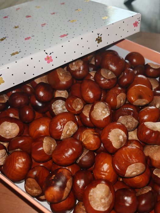 Kasztany 1kg Możliwy zakup większej ilości