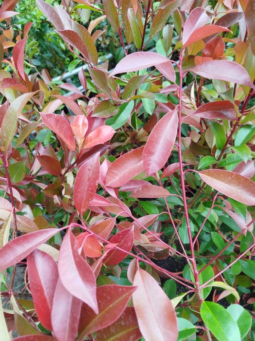 Photinias Carre Rouge