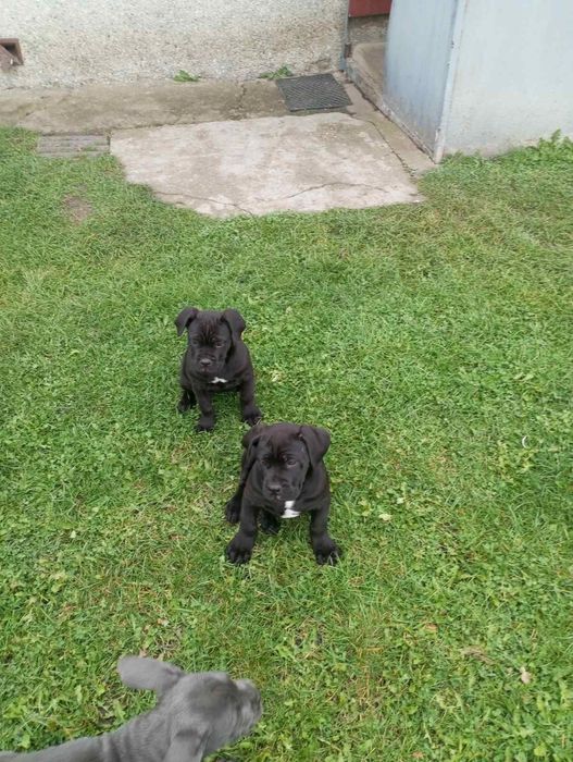 Кане - Корсо цуценята