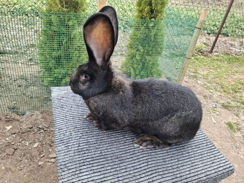 Olbrzym Belgijski Samica