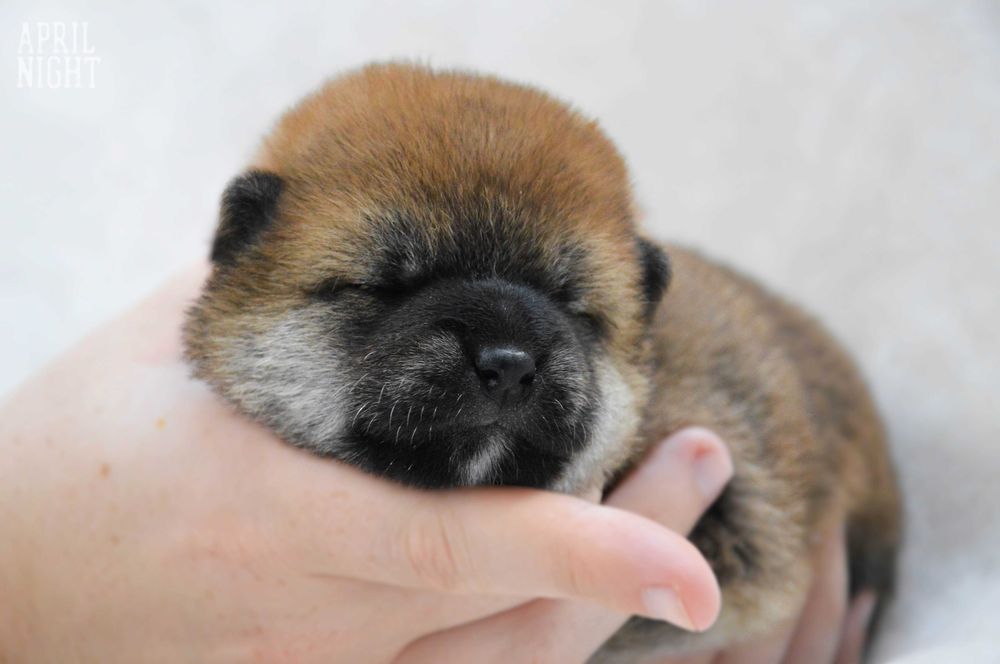 Do rezerwacji! Cudowny piesek Shiba Inu, April Night FCI / ZKwP
