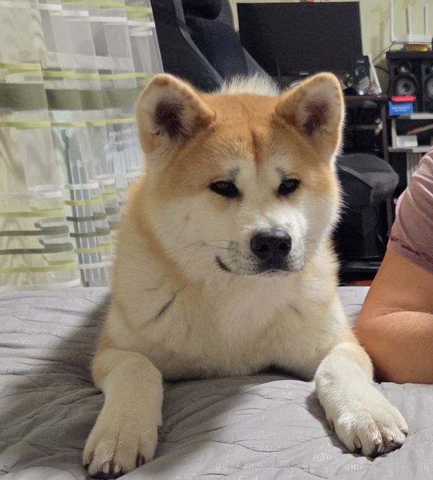Акита ину, кобель,  Подросток.