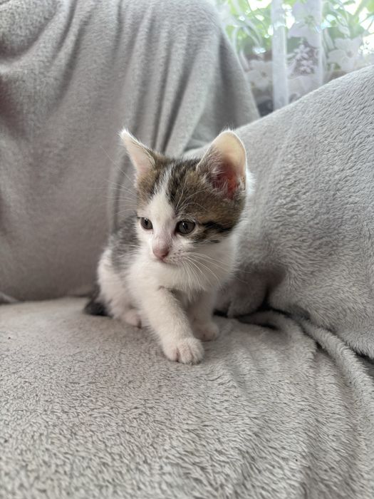 Małe kotki do adopcji