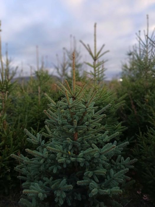 Sprzedam piękne choinki świerk pospolity i srebny.