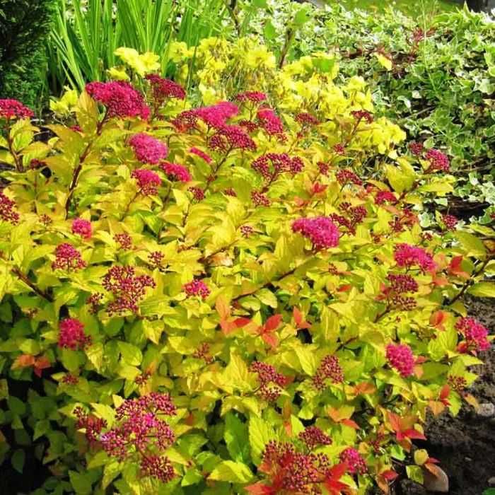 Спірея японська "Голден Прінцесс"