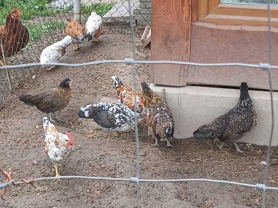 Kury karzełki porcelanowe