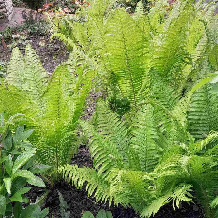 Папороть декоративна садова