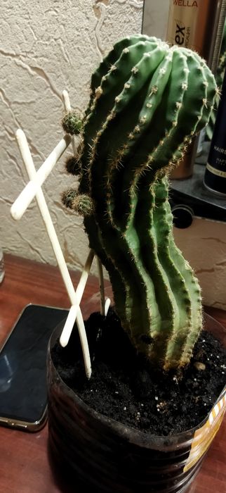 Цветы для дома или офиса: кактусы и «тещин язык»