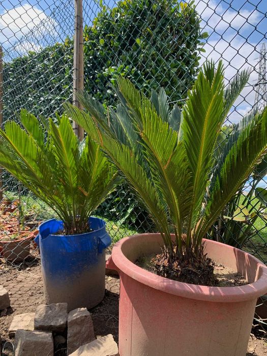 Plantas Cica muito bonitas e em vaso prontas a plantar