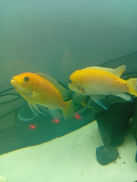 3 samce pyszczaki rybki