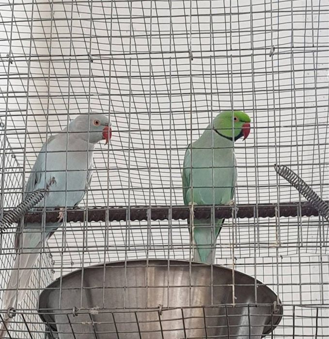 Ring neck criados a mao