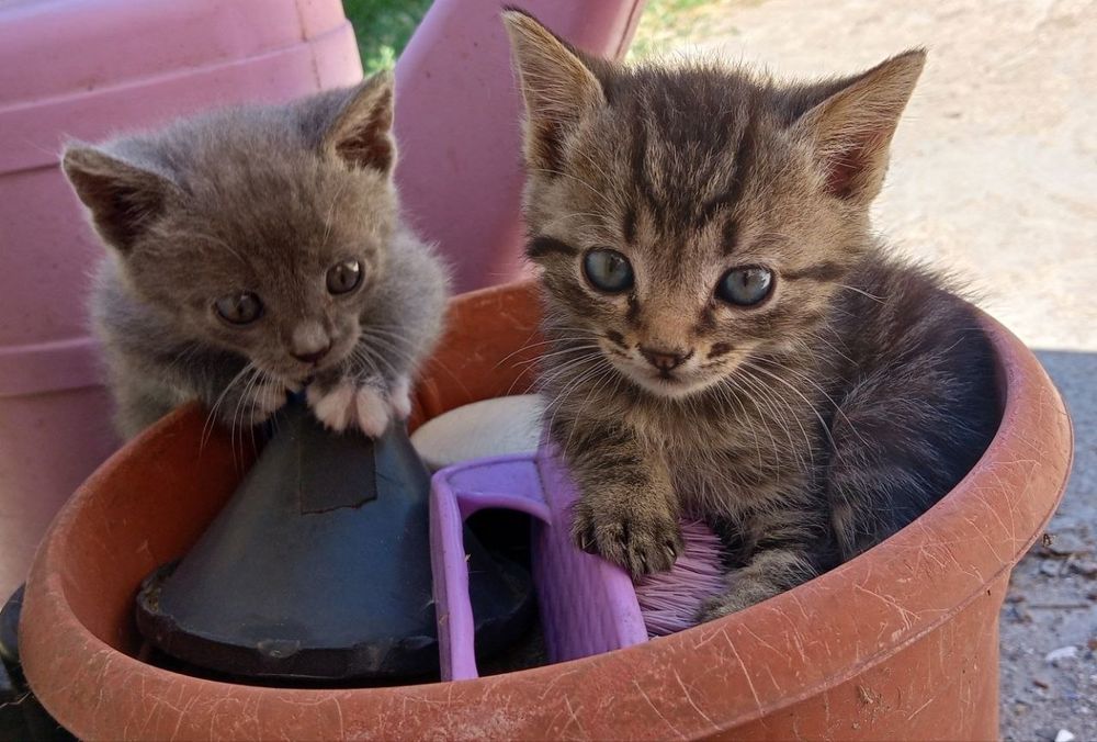 Кицька, котеня дівчинка