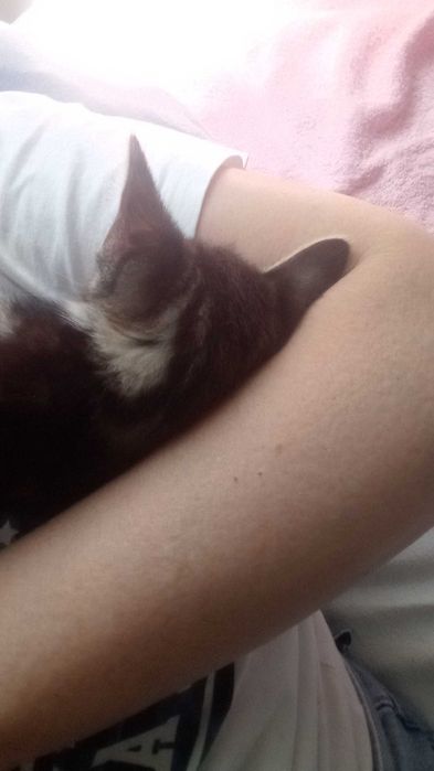 Uma gatinha bebé para adoção