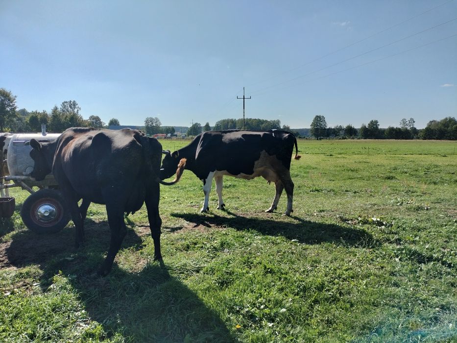 Sprzedam krowy mleczne likwidacja stada
