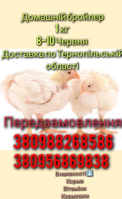 Підрощений бройлер 5 вакцин