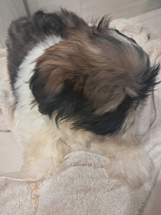 Shih Tzu szczeniaki