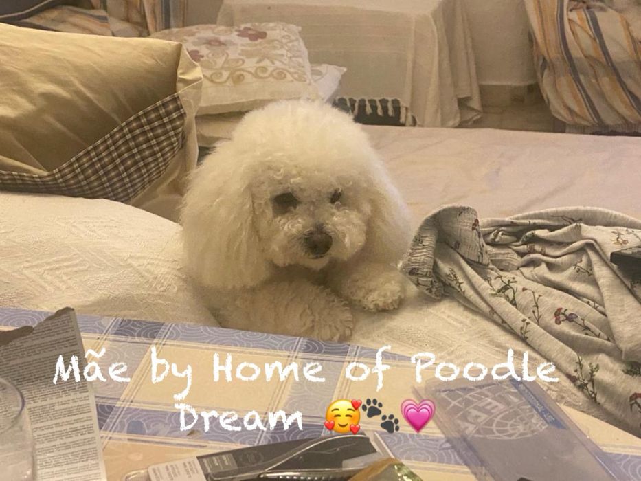 Lindo Puppy poodle toy procura nova familia!!!