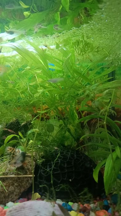 Zestaw rośliny akwariowe