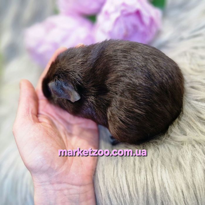 Морська свинка,морські свинки,англ. Селф, чорна, морские свинки, морск