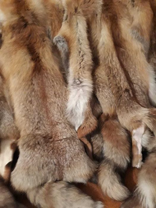 skóry z lisa rudego, naturalne, wyprawione.