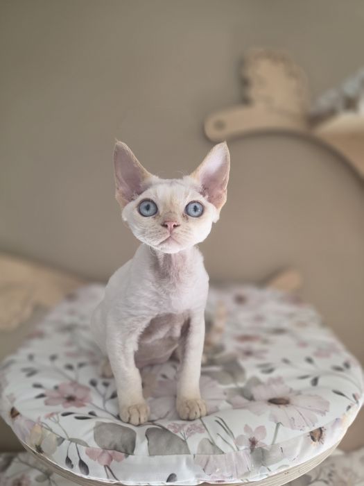 Kocurek  Devon Rex