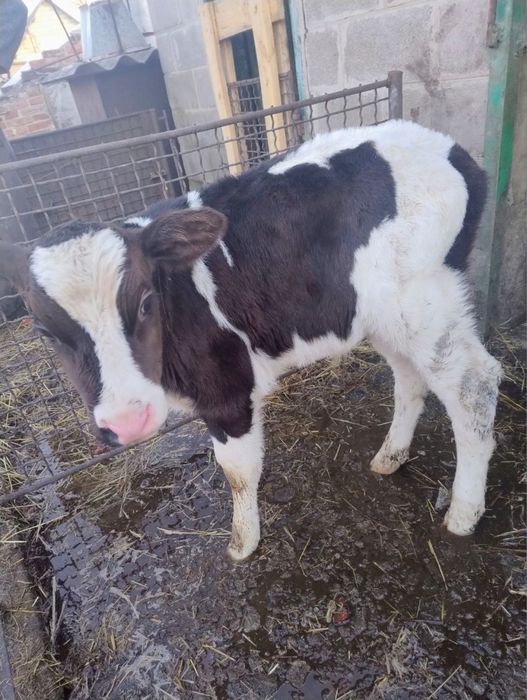 Продам бичка місячного