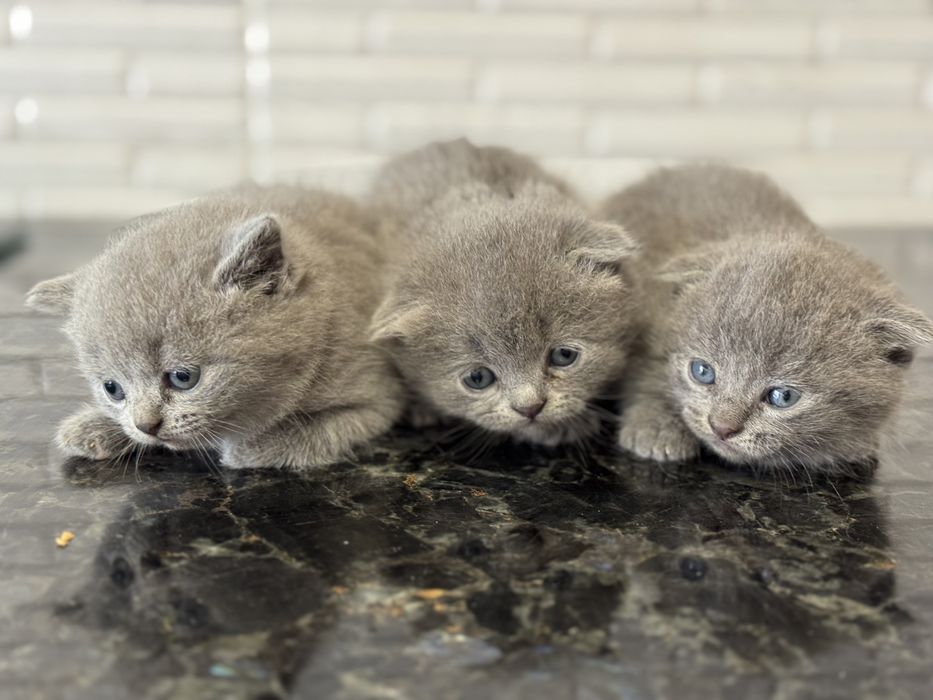 Шотланські клапоухі кошенята